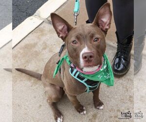 Retriever -Unknown Mix Dogs for adoption in Washington, DC, USA