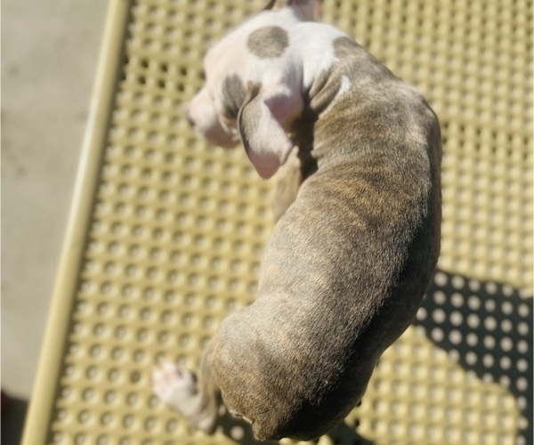 Medium Photo #18 American Pit Bull Terrier Puppy For Sale in TRENTON, NJ, USA