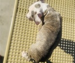 Small Photo #18 American Pit Bull Terrier Puppy For Sale in TRENTON, NJ, USA