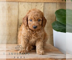Goldendoodle (Miniature) Puppy for sale in NARVON, PA, USA