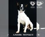 Small #1 Mutt