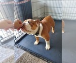 Small Photo #2 Bulldog Puppy For Sale in ANAHEIM, CA, USA