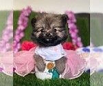 Pomeranians - Female Pomeranian Puppy for Sale - Photo #8
