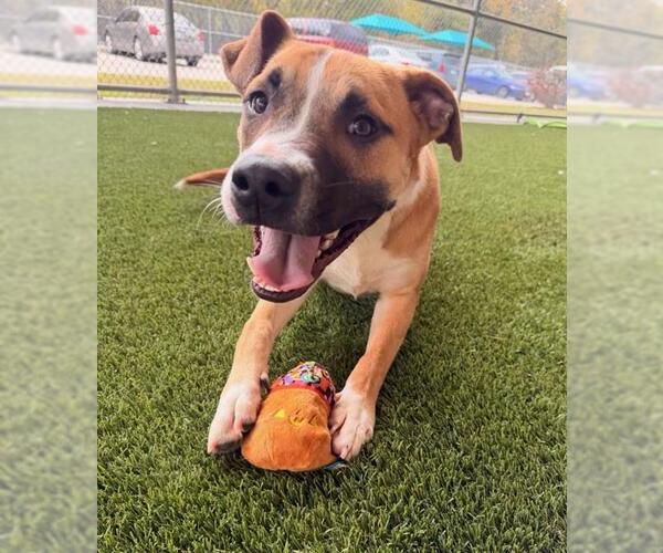 Medium Photo #2  Puppy For Sale in , 