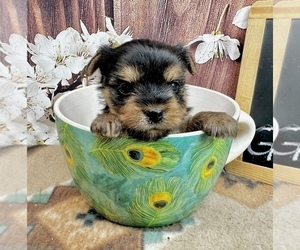Yorkshire Terrier Puppy for sale in CASSVILLE, MO, USA