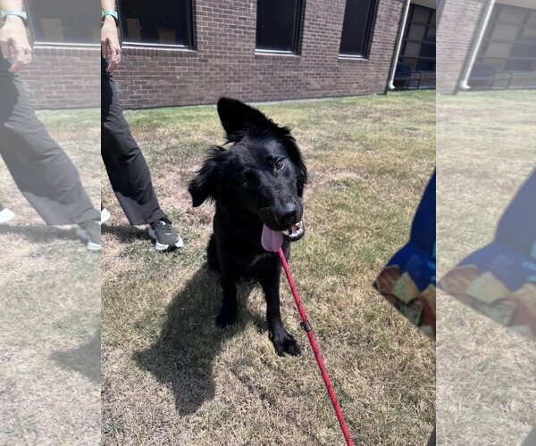 Medium Photo #1 Shepradors Puppy For Sale in Rowlett, TX, USA