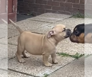 American Bully Puppy for sale in WALLINGFORD, CT, USA