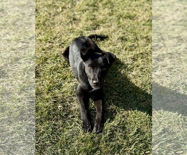 Medium Photo #4 Labrador Retriever-Unknown Mix Puppy For Sale in Sandy, UT, USA