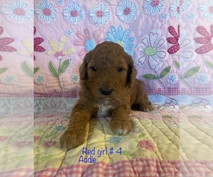 Poodle (Standard) Puppy for sale in HOMER, IL, USA