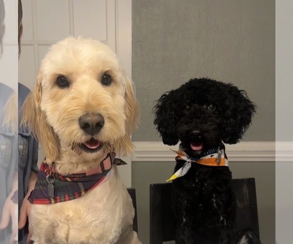 Medium Photo #1 Double Doodle Puppy For Sale in ROARING RIVER, NC, USA