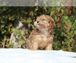 Small #14 ShihPoo