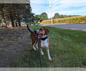 Beagle-Unknown Mix Dogs for adoption in Kewanee, IL, USA