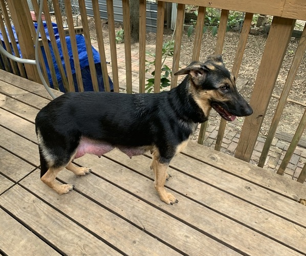 Medium Photo #1 German Shepherd Dog Puppy For Sale in PRINCETON, TX, USA