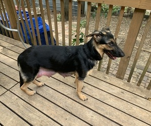 Mother of the German Shepherd Dog puppies born on 04/18/2025