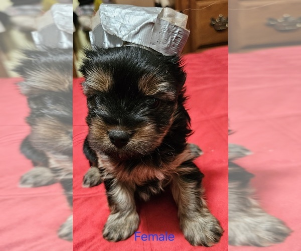 Medium Photo #1 Yorkshire Terrier Puppy For Sale in CONKLIN, NY, USA