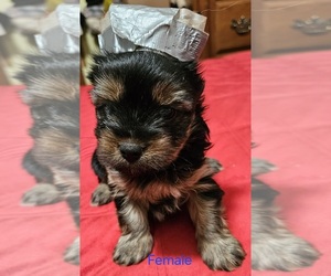 Yorkshire Terrier Puppy for sale in CONKLIN, NY, USA