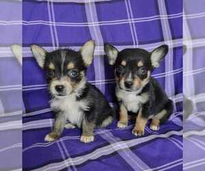 Chihuahua-Corgi Basset Mix Puppy for sale in SAN DIEGO, CA, USA