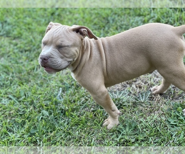 Medium Photo #9 American Bully Puppy For Sale in RAEFORD, NC, USA