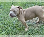 Small Photo #9 American Bully Puppy For Sale in RAEFORD, NC, USA