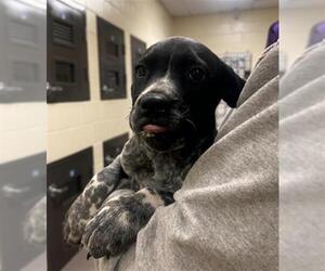 Mutt Dogs for adoption in Denver, CO, USA