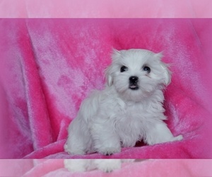 Maltese Puppy for sale in NASHVILLE, TN, USA