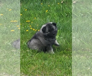 Keeshond Puppy for sale in BLAIRSBURG, IA, USA
