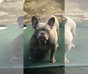 Mother of the French Bulldog puppies born on 02/02/2021