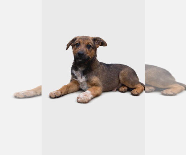 Medium Photo #3 Mutt Puppy For Sale in NEWPORT NH, NH, USA