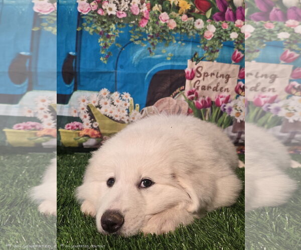 Medium Photo #4 Great Pyrenees Puppy For Sale in Spring, TX, USA