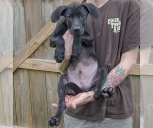 Jinx - Male Labralas Dog for Adoption - Photo #3