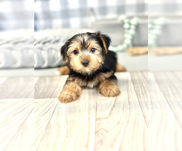 Medium Photo #5 Yorkshire Terrier Puppy For Sale in MARIETTA, GA, USA
