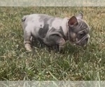 Small #6 French Bulldog