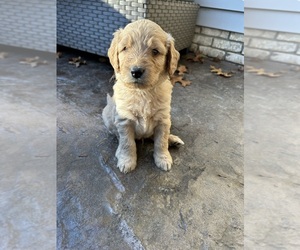 Double Doodle Puppy for sale in BELLVILLE, OH, USA