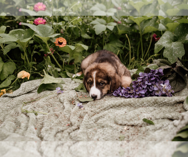 Medium Photo #5 Bernese Mountain Dog-Caucasian Shepherd Dog Mix Puppy For Sale in STEVENS, PA, USA