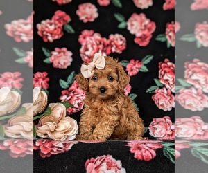 Cavapoo Puppy for sale in CHRISTIANA, PA, USA