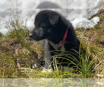 Small #4 Karelian Bear Dog