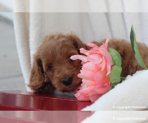 Medium Photo #3 Goldendoodle Puppy For Sale in ITASCA, TX, USA