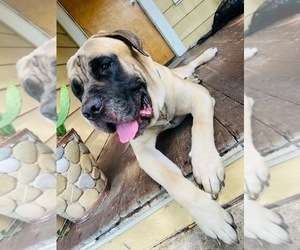 Father of the Cane Corso puppies born on 09/29/2021