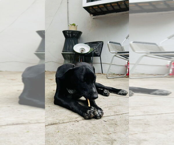 Medium Photo #3 German Shepherd Dog-Pointer Mix Puppy For Sale in Dana Point, CA, USA