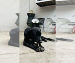 Small #2 German Shepherd Dog-Pointer Mix