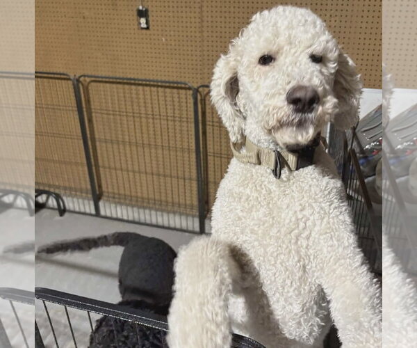 Medium Photo #3 Labradoodle Puppy For Sale in Spring Lake, NC, USA