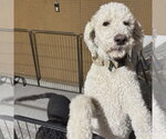 Small #2 Labradoodle