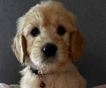 Small Photo #2 Goldendoodle Puppy For Sale in SACRAMENTO, CA, USA