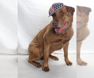 *BERTHA - Female Mastador Dog for Adoption - Photo #5