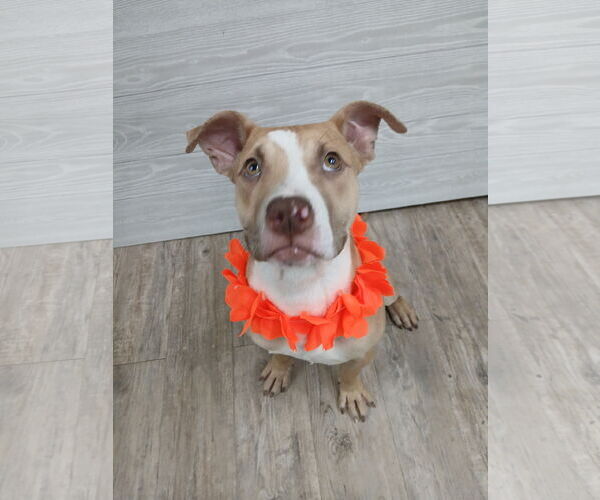 Medium Photo #11 Mutt Puppy For Sale in Murfreesboro, NC, USA