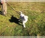 Small Photo #11 Great Pyrenees Puppy For Sale in YELM, WA, USA