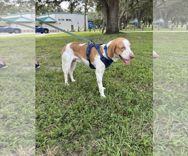 Medium Photo #2 American Foxhound Puppy For Sale in Tampa, FL, USA