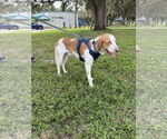 Small #1 American Foxhound