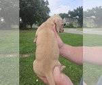 Small #8 Dachshund