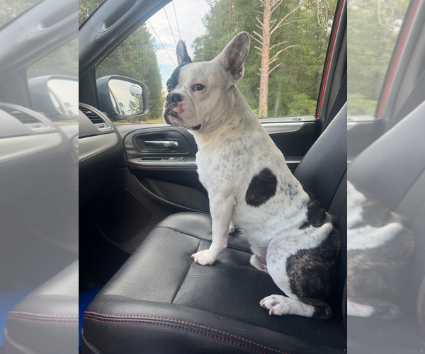 Medium Photo #1 Faux Frenchbo Bulldog Puppy For Sale in DEFUNIAK SPRINGS, FL, USA
